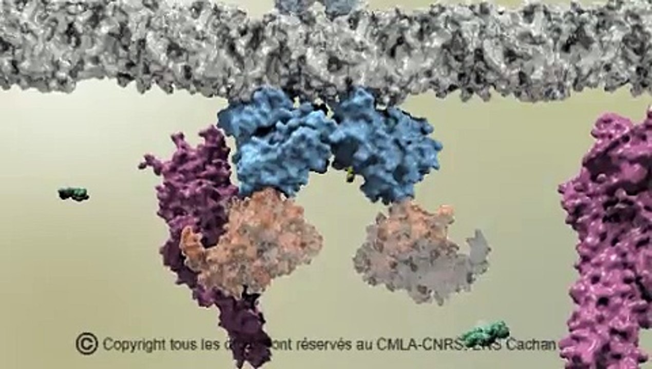 Exploration du monde des molécules à la frontière de simulation numérique et visualisation 3D