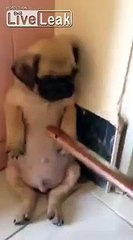 men bully dog