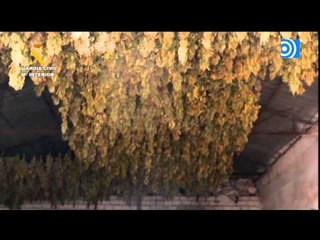 Encuentran en Albacete la mayor plantación de marihuana de España