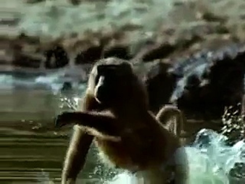 Baboon Rescue - Igualdad Animal heroics, Spain