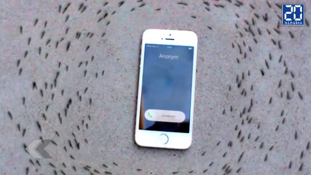 Le comportement des fourmis quand un iPhone sonne (fake) ! - Le rewind du vendredi 4 septembre 2015 !