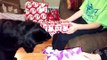Benny the Black Labrador Loves to Help Unwrap Gifts