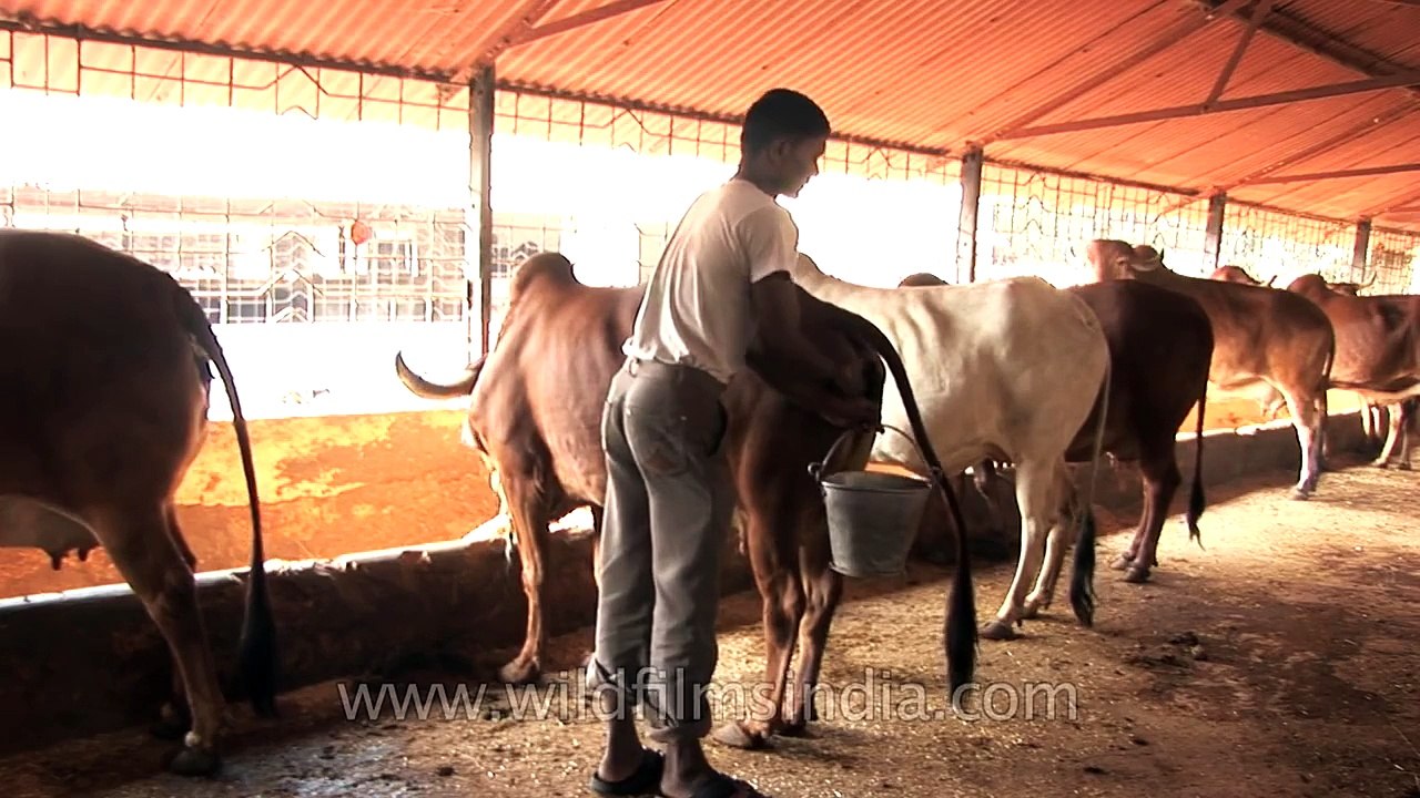 India cow urine collection technique