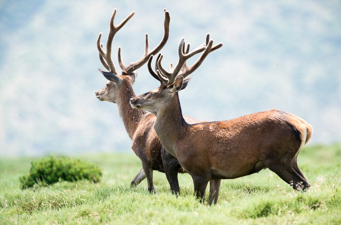 Harde de 60 cerfs - Pyrénées Orientales