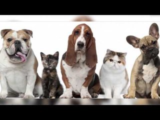 A1 Report - Rreze Dielli, Drejt Punes ne profesionin e veterinerit