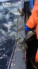 "Dangle" fishing for Tuna off Hawaii