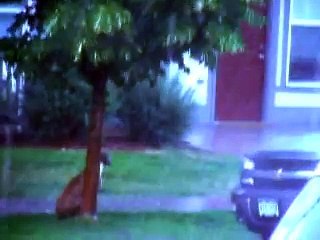 Neighbor Rescues Abandoned Dog During Storm