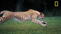 Cheetah Running in Ultra Slow Motion