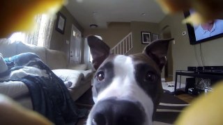 Pit Bull licking my GoPro Hero 3