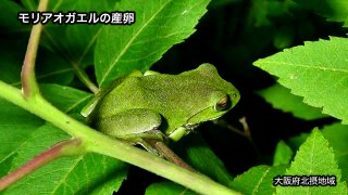 【箕面市】モリアオガエルの産卵 Rhacophorus arboreus (m2t)