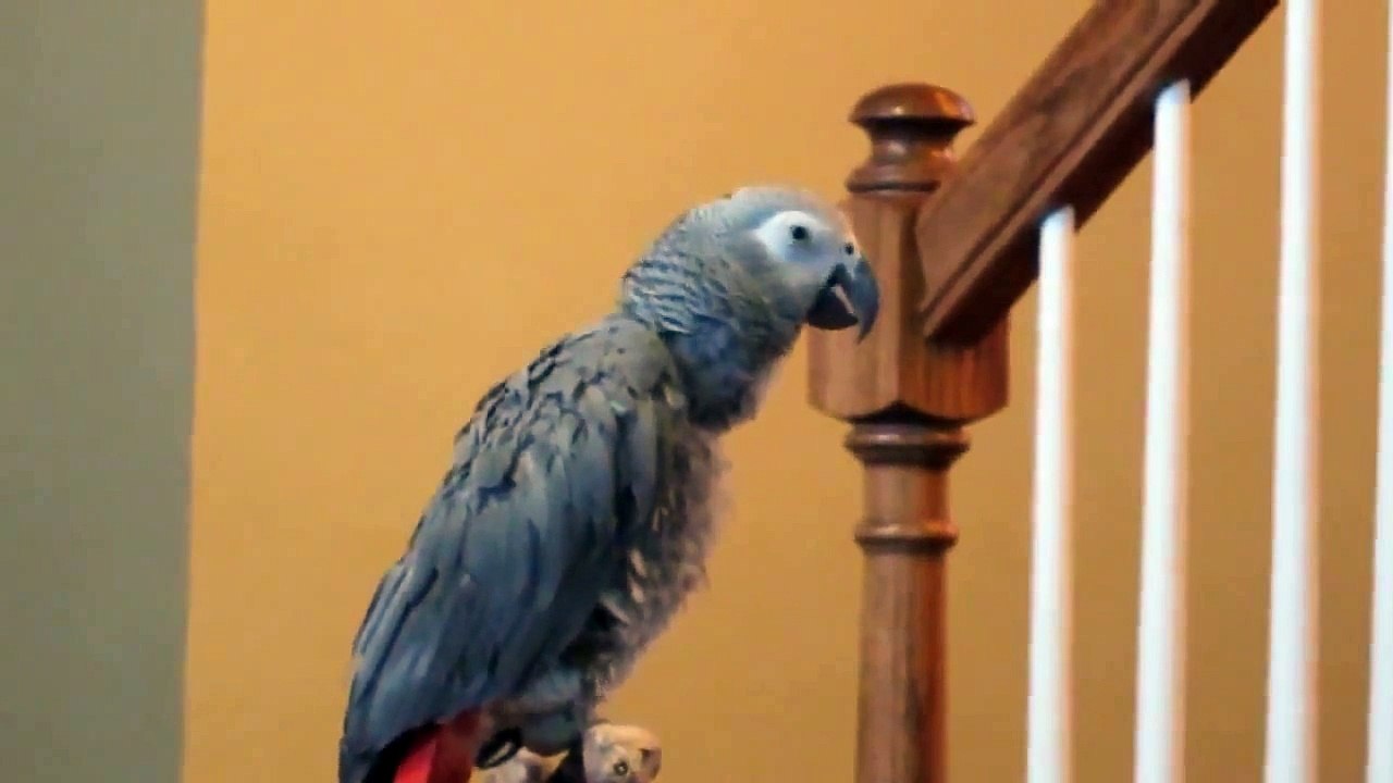 Parrot Singing Spongebob Song