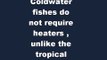 Coldwater Fishes that can be put in your own aquarium