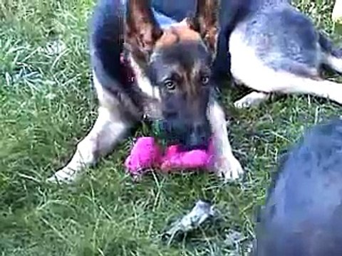 Arf's German Shepherd Rescue, Inc.
