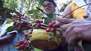 Fair Trade in Practice - Cepicafe