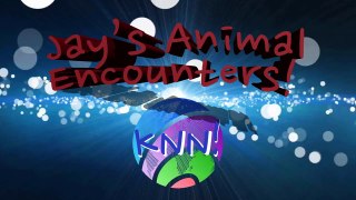 KNN - Jays Animal Encounters