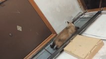 Smart Cat Uses Ladder - Awesome - Кот Спускается с Чердака - ЖЕСТЬ !