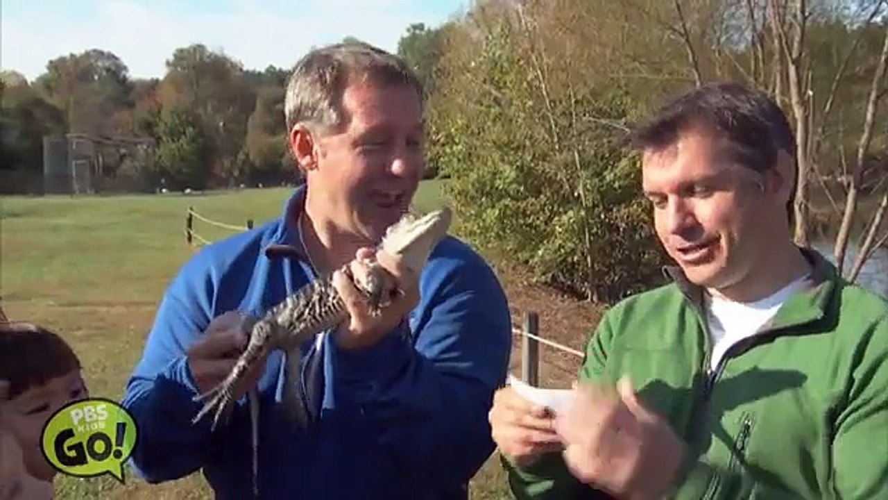 Wild Kratts | Alligator | PBS KIDS GO! - video Dailymotion