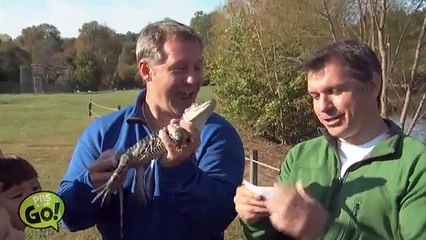 Wild Kratts | Alligator | PBS KIDS GO!