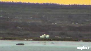 141021 Mom & Cubs Waiting for Sea Ice