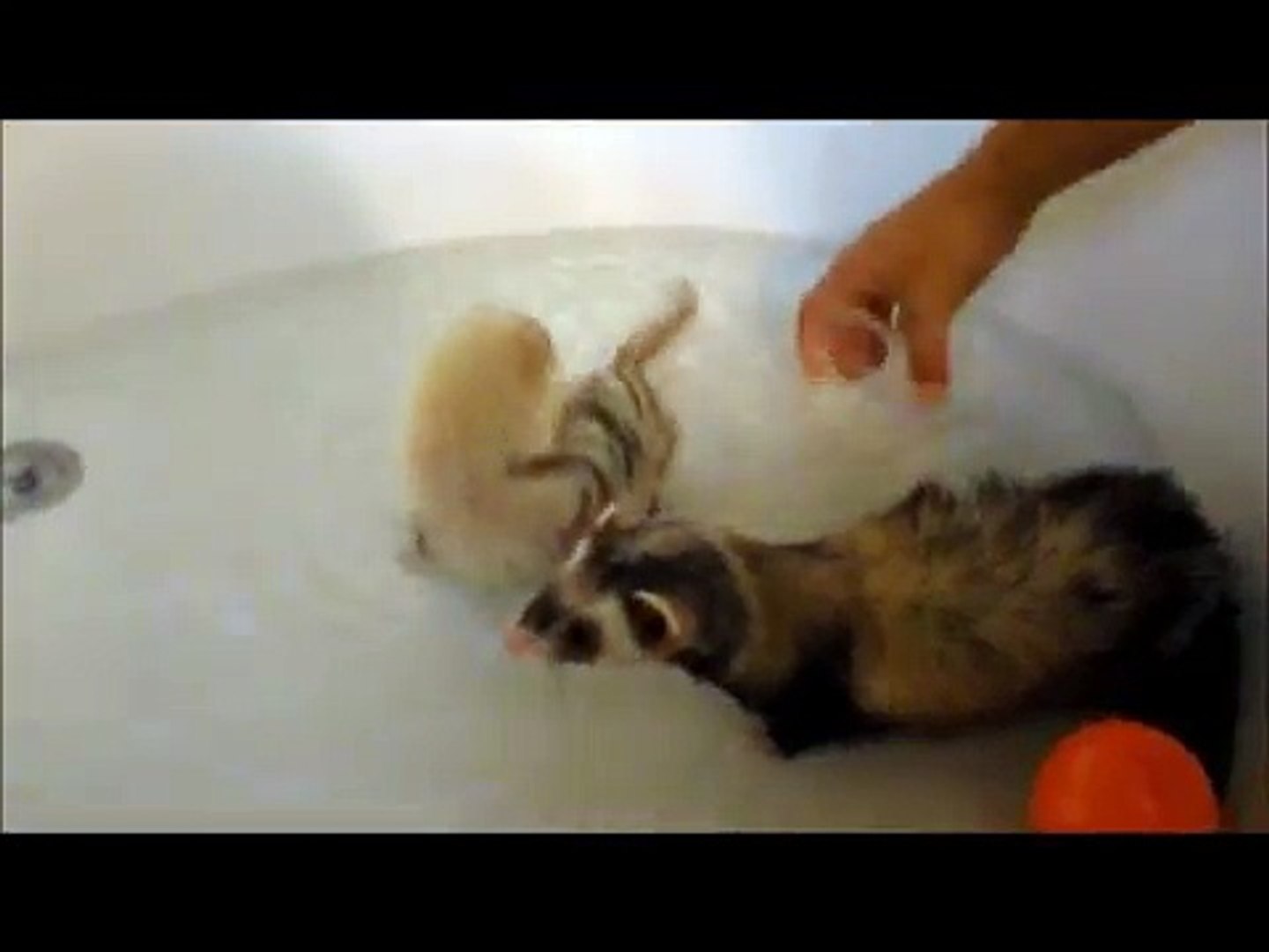 ⁣Ferrets in the bath