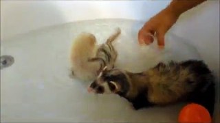 Ferrets in the bath