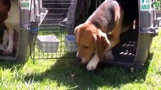 Perros Beagles de laboratorio ven la luz de la libertad por primera vez (en castellano)