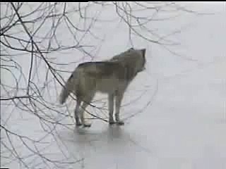 lone wolf howling