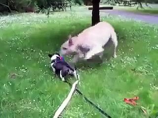 Funny Little Dog Gets Clotheslined By Big Dog