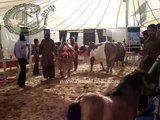 Dilpasand Cattle Farm Catwalk Sahiwal Breed 2012 Expo Center Live Stock