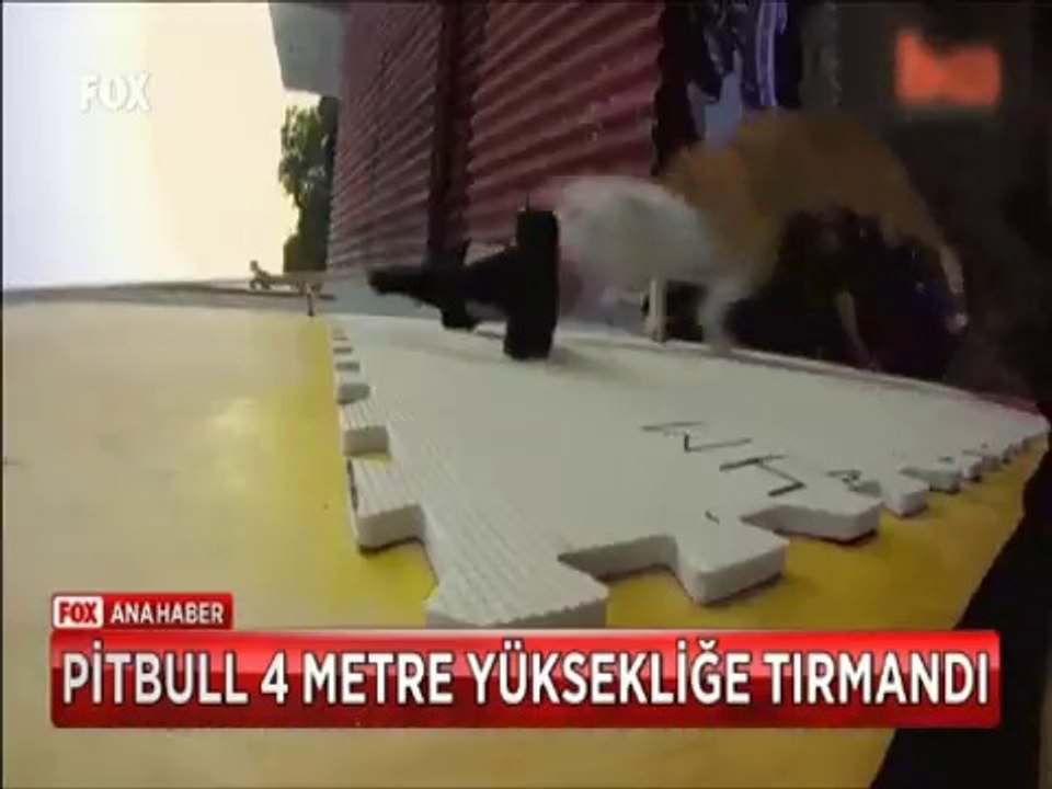 4 Metrelik düz duvara tırmanan Pitbull ödülünü böyle kaptı