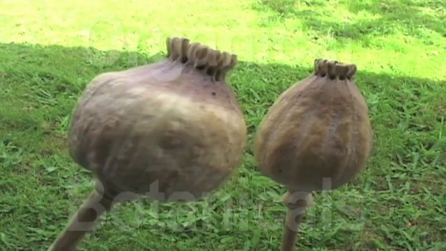 #5 Grow Poppies in 5 Stages - How to: Know the Right time to Harvest Poppy Seed Pods