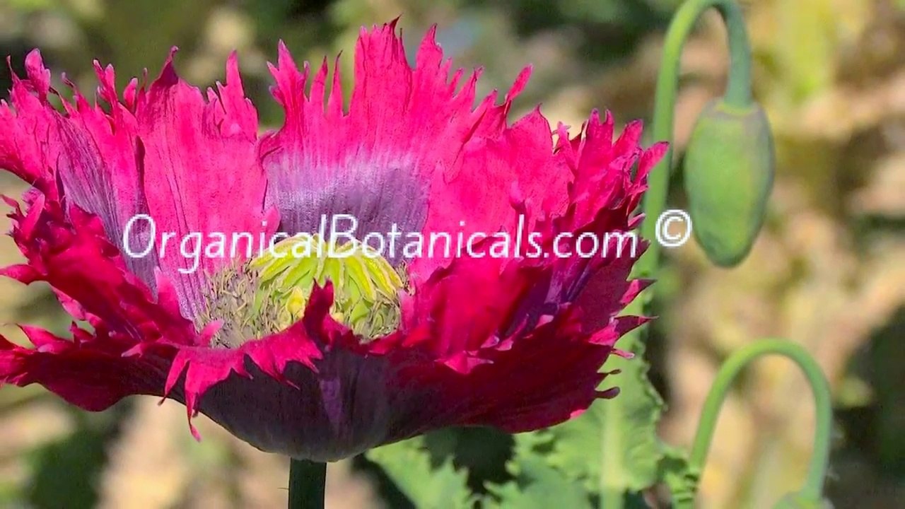 Organical Botanicals  Papaver Somniferum Photo Slideshow