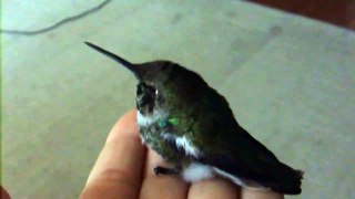 Hummingbird coming out of torpor