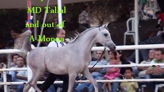 The Arabian Horse show-Jadari Ben Tallal