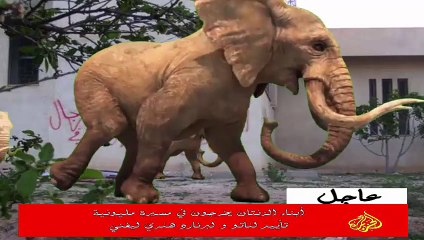 مع الاعتذار للفيله لتشبههم بهذه مدينة مارقة .