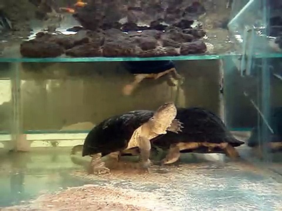 Pelusios castaneus feeding1