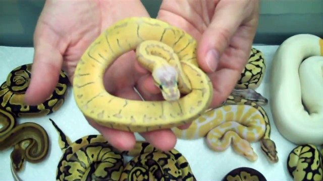 Morph BONANZA - Over 20 morphs shown!