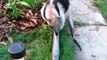 Anteater baby eating ants with his big tongue