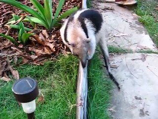 Anteater baby eating ants with his big tongue