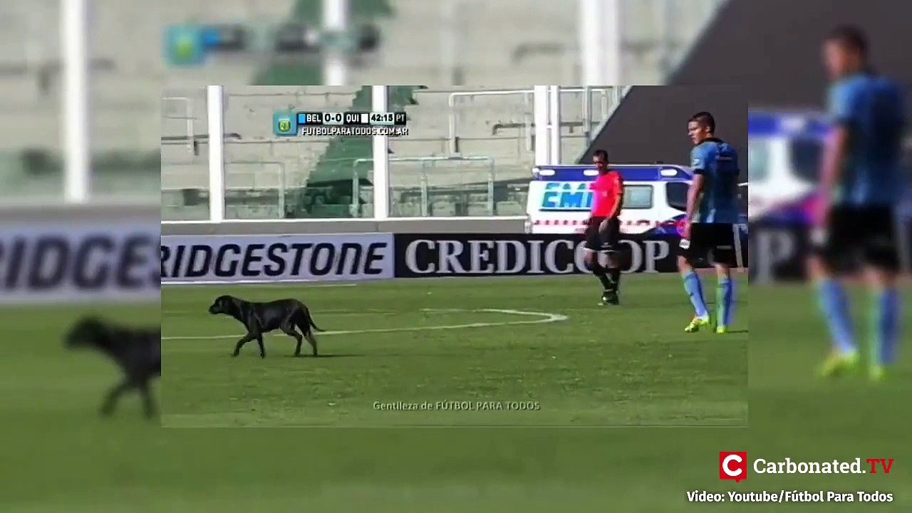 Animals hilariously interrupting sports games: Birds, Crocodile..