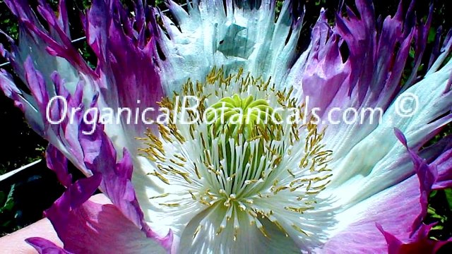 Organical Botanicals - P. Somniferum Poppy Photo Slideshow | Back in the Groove by: Jordan