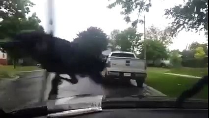 Farklı bir eğlence anlayışı olan karga