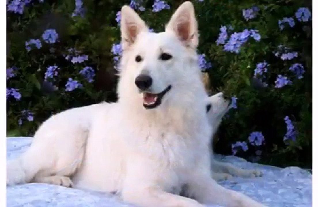 Cute Dogs Animal and Puppies White Swiss Shepherd - Funny Dog Videos