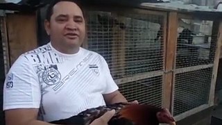 Gallos importados de Cuba de venta en Ecuador