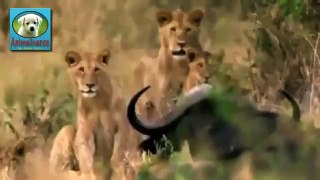 The Story all about the Lions- Part 1- National Geographic Documentary
