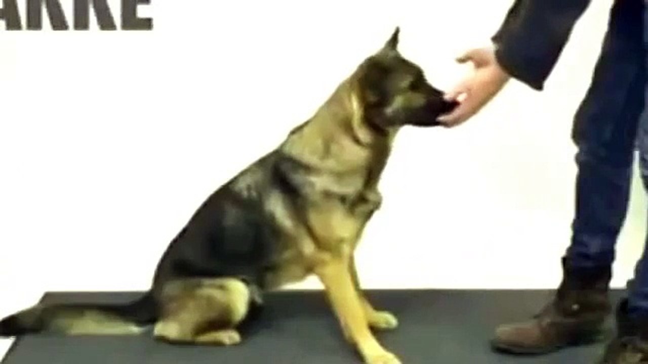 Magic Tricks_Dogs