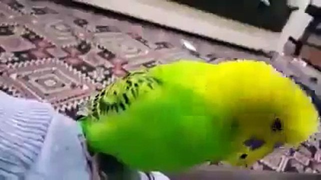 İZLENME REKORLARI KIRAN MUHABBET KUŞU (ŞEHİTLER ÖLMEZ VATAN BÖLÜNMEZ)