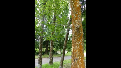 parapente aux açores 2015
