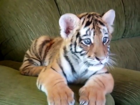 Кто-нибудь скажите ему, что он тигр