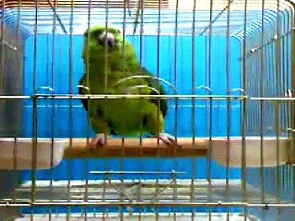 Subhan Allah Parrot Reciting Holy Quran
